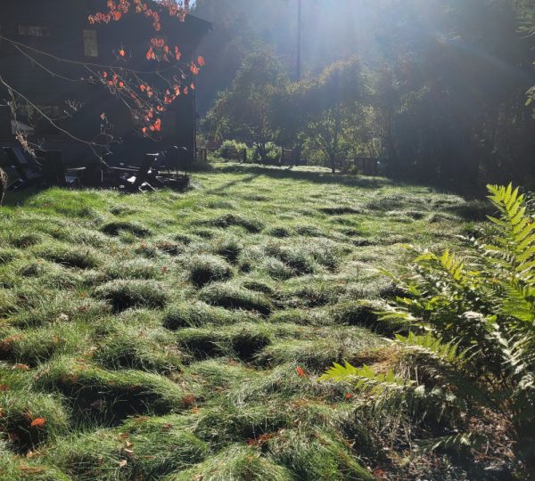 Mario's Garden Landscaping