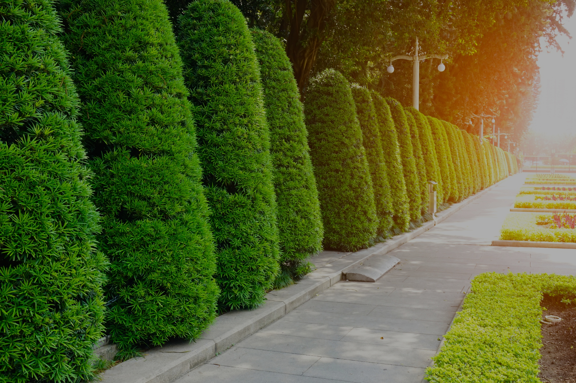 Mario's Garden Landscaping
