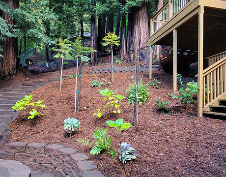 Mario's Garden Landscaping